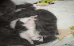 British Shorthair cats for sale: Ralphy - Image 4