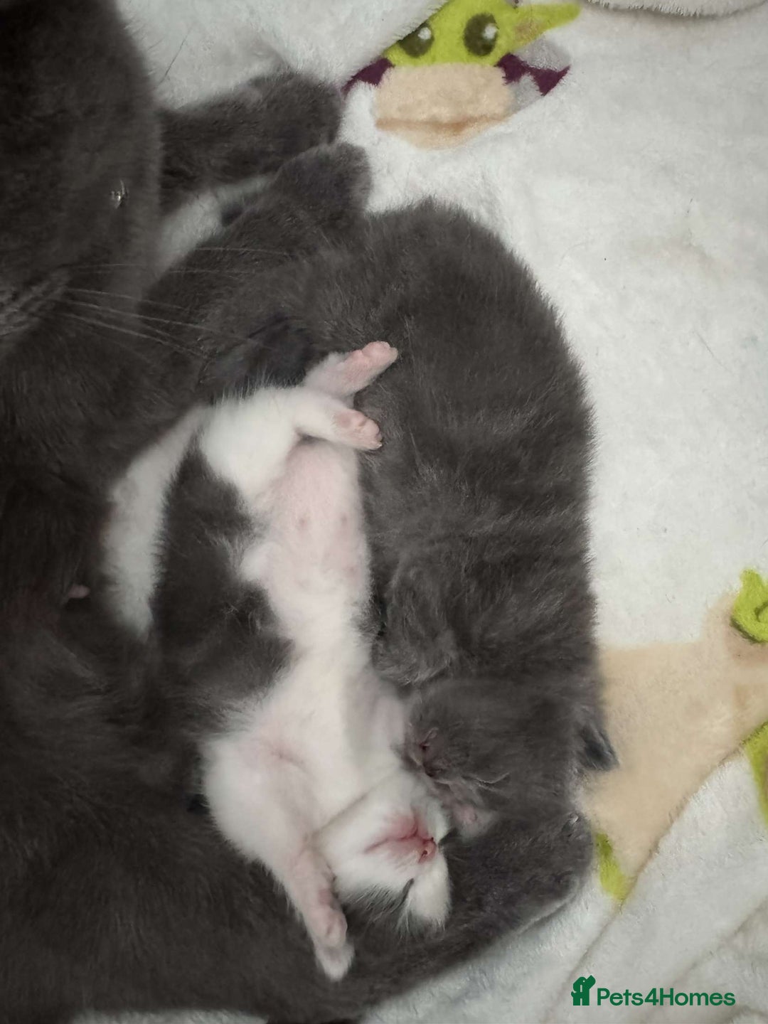 British Shorthair cats for sale: Ralphy - Image 4