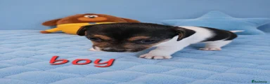 Jack Russell Puppy 5