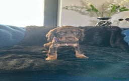 Cocker Spaniel dogs for sale: BEAUTIFUL LITTER OF TRICOLOURED COCKER SPANIELS  - Image 14