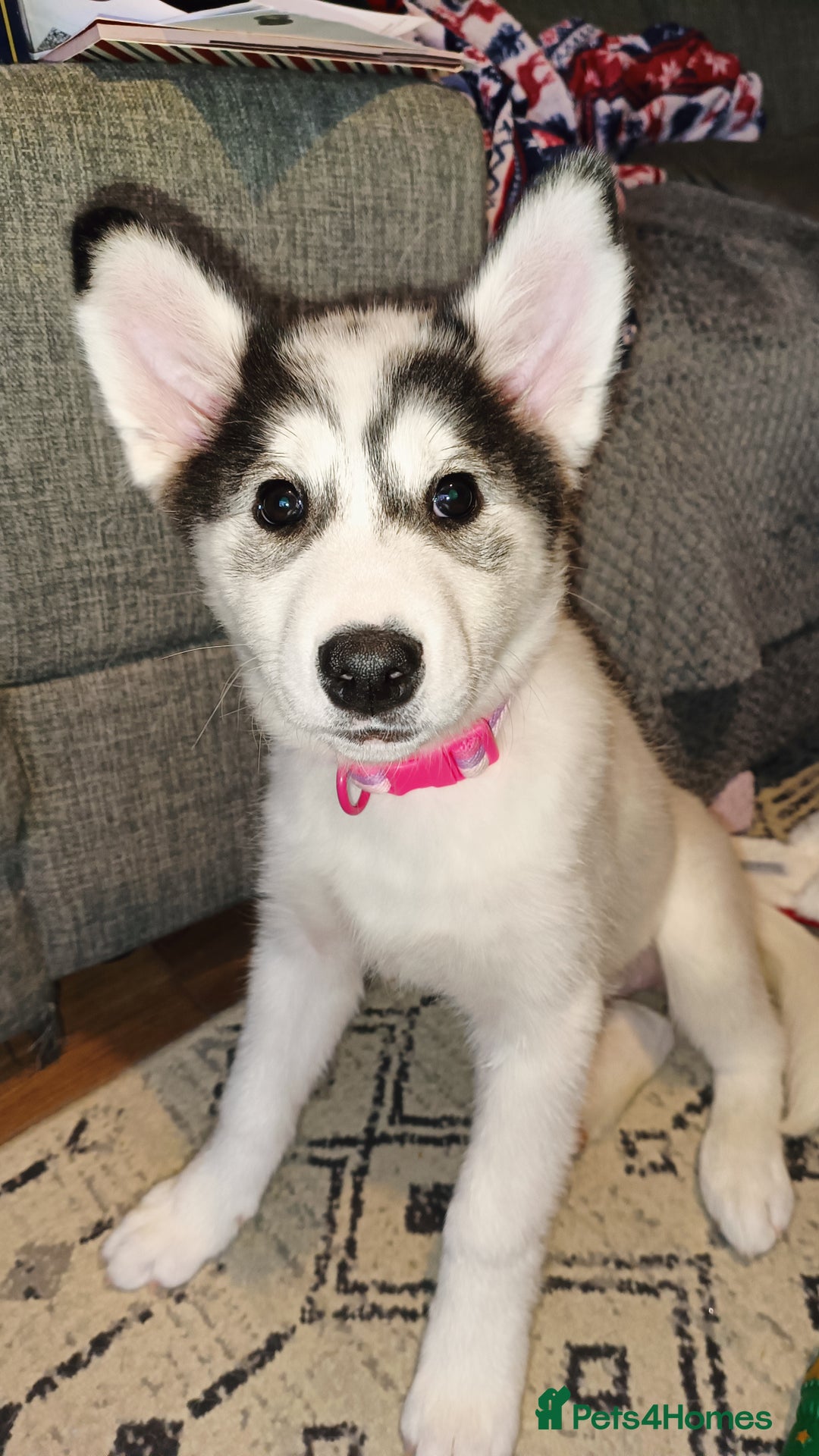 Mixed Breed dogs for sale: Puppy for sale - Advert 1