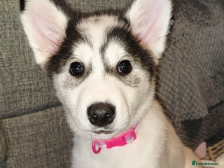 Mixed Breed dogs Puppy for sale - Advert 1