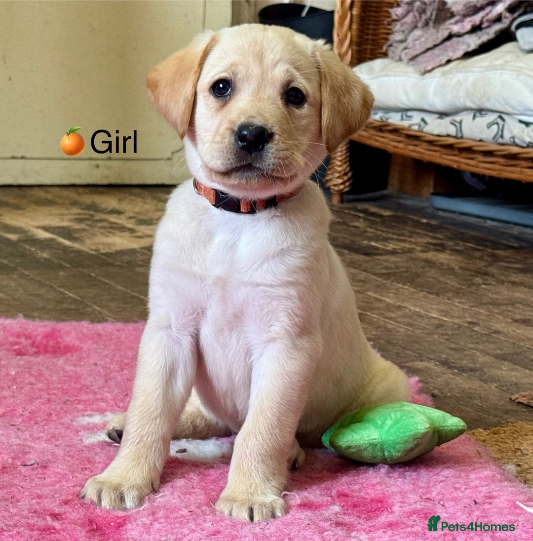 Labrador Retriever dogs for stud: Proven KC Reg Labrador health tested stud in Olney - Advert 31