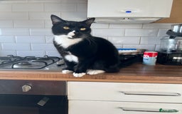 Mixed Breed cats for sale: Maine Coon mix boy - Image 4