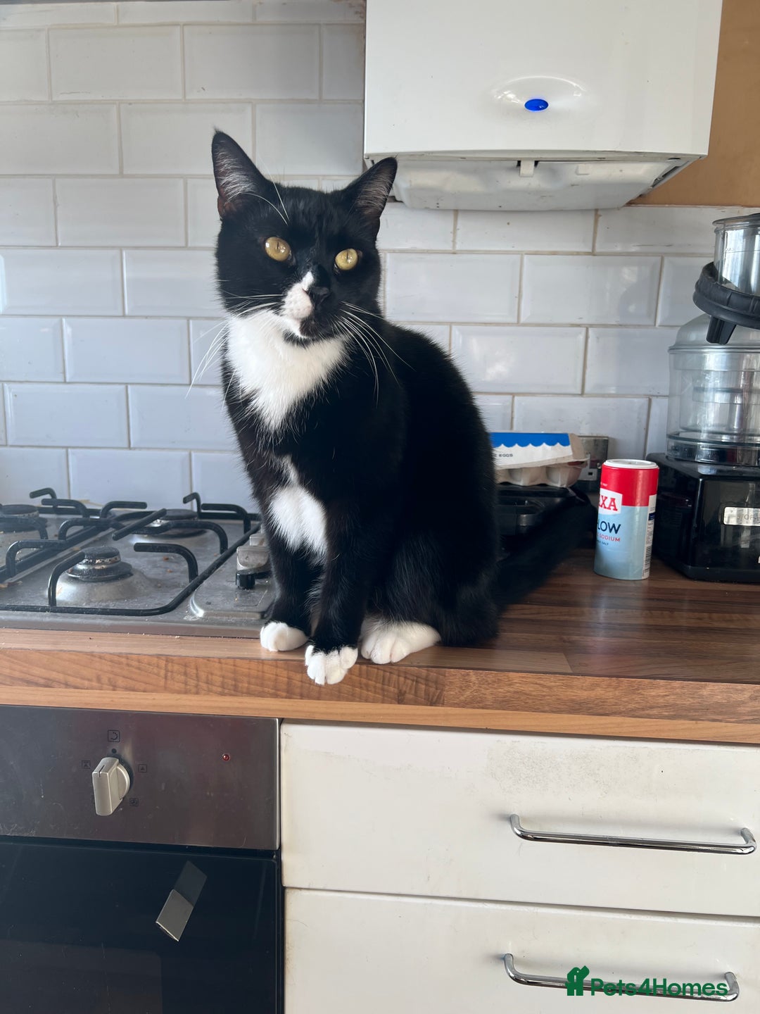 Mixed Breed cats for sale: Maine Coon mix boy - Image 4