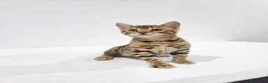 Bengal 1