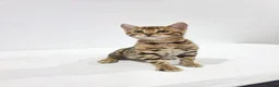 Bengal cats for sale: Beautiful Bengal Kittens Available in Leicester - Advert 2