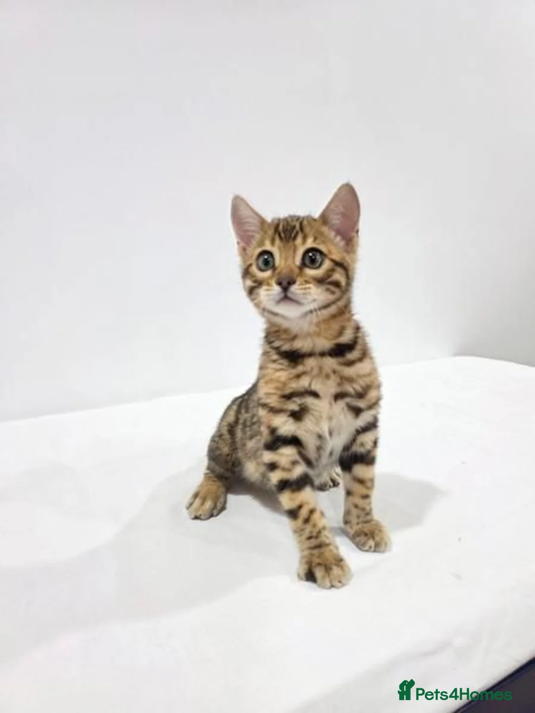 Bengal cats for sale: Beautiful Bengal Kittens Available in Leicester - Advert 2