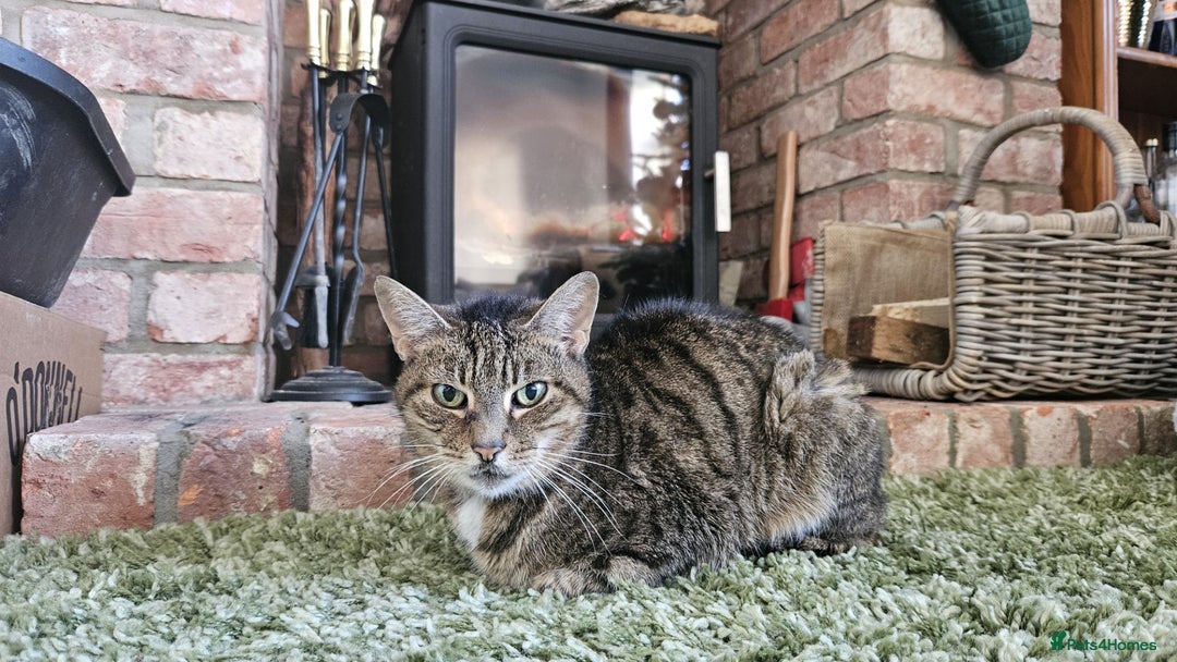 Mixed Breed cats for sale: Older lady needing a new home - Advert 1