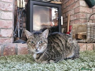 Mixed Breed cats Older lady needing a new home - Advert 2
