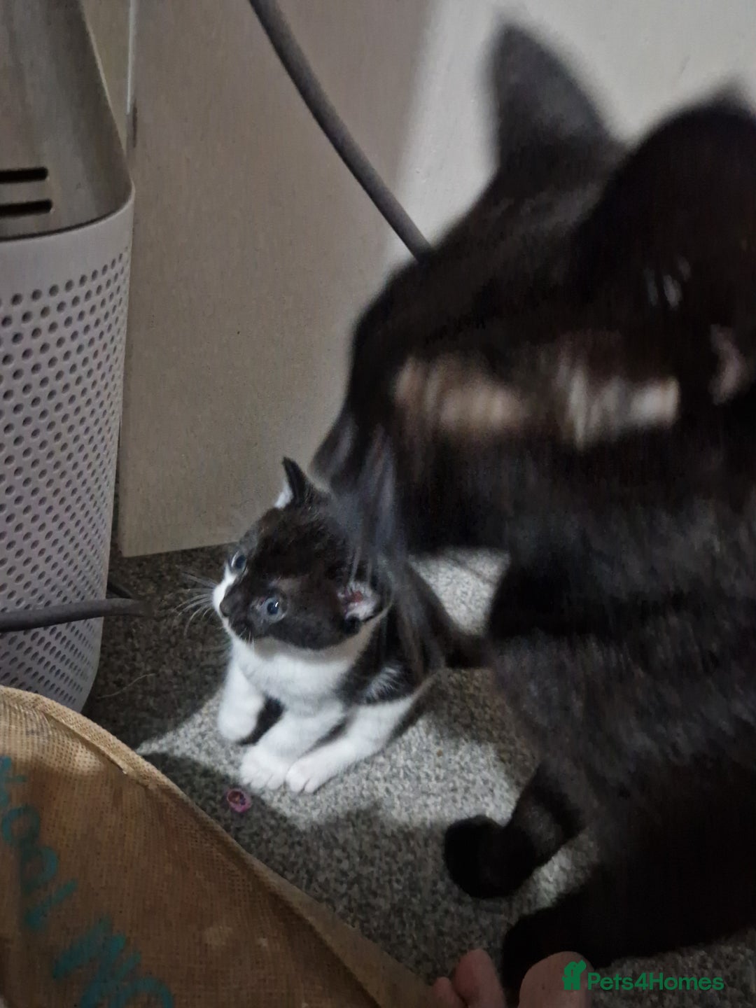 Mixed Breed cats for sale: Beautiful healthy kittens looking  - Advert 3