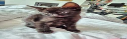 British Shorthair cats for sale: Stripy Black Kitten - Advert 9