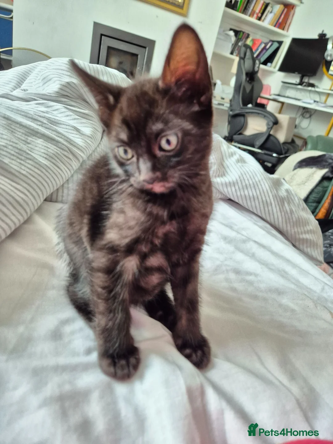 British Shorthair cats for sale: Stripy Black Kitten - Advert 9