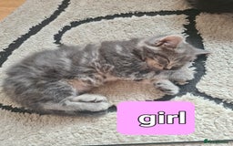 Mixed Breed cats for sale: Cute kittens for sale  - Image 3