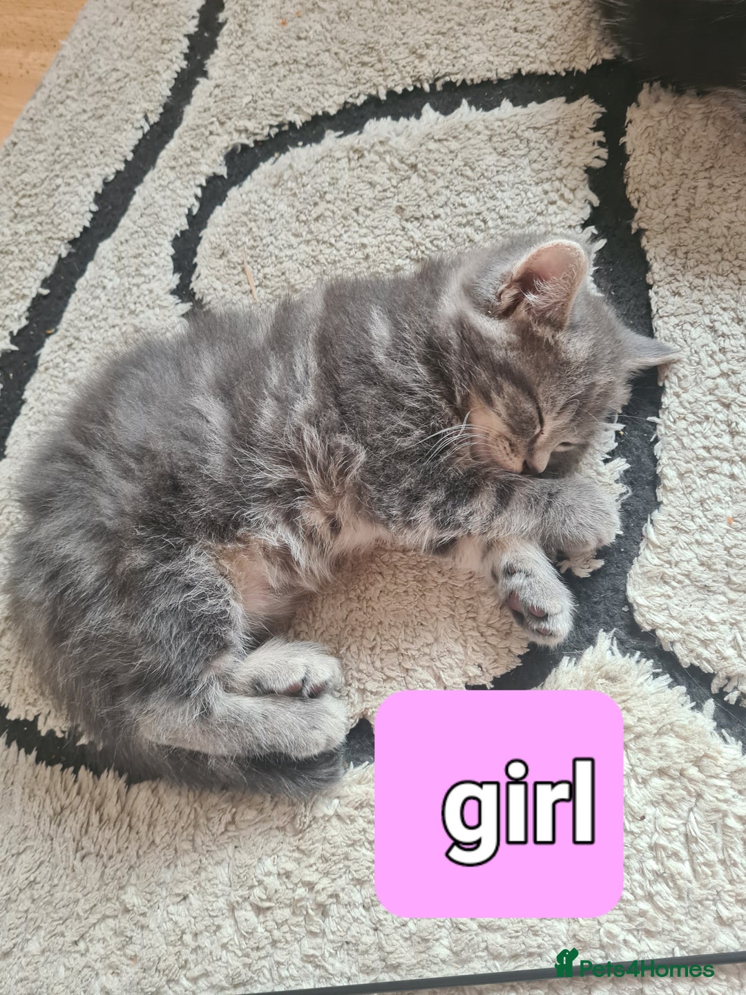 Mixed Breed cats for sale: Cute kittens for sale  - Image 3