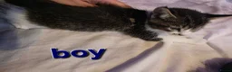 Mixed Breed cats for sale: Adorable Kittens Looking for Their Forever Homes  - Advert 5