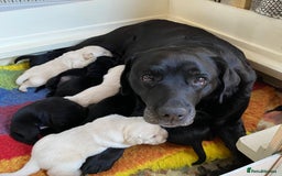 Labrador Retriever dogs for sale: Kc registered 5*breeder  - Image 7