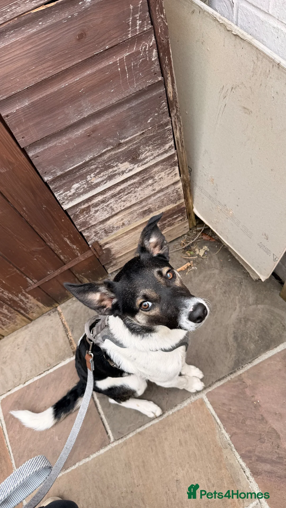 Mixed Breed dogs for sale: Border Collie Puppy - Advert 8