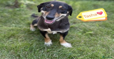 Mixed Breed dogs - Advert 2