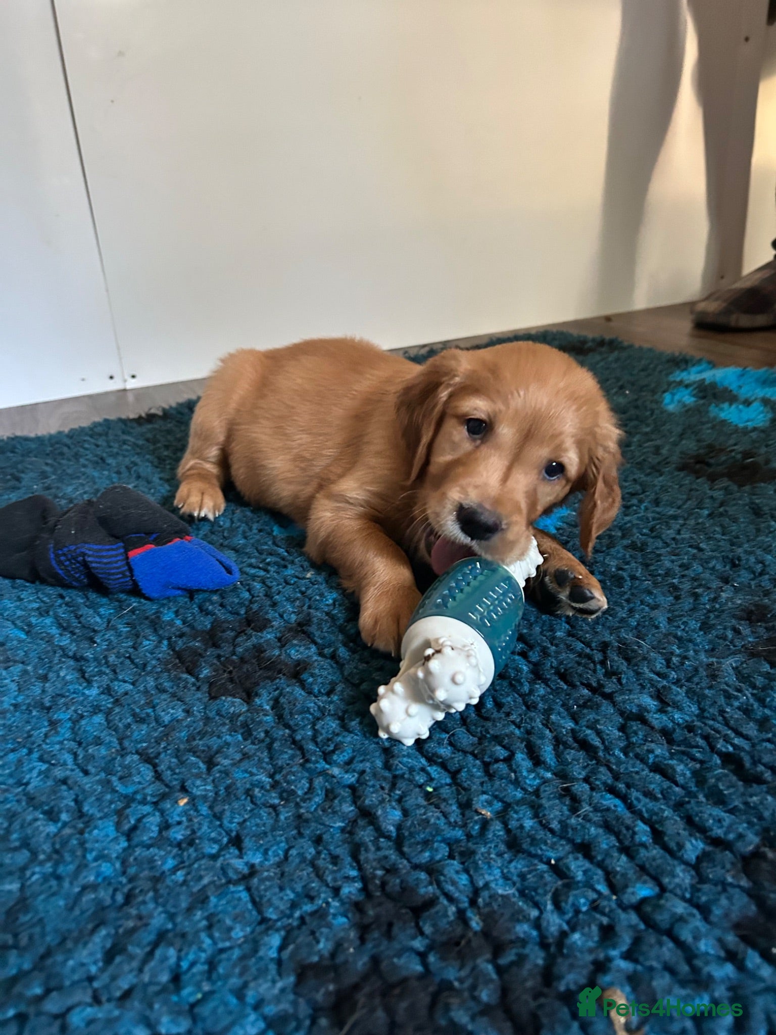 Golden Retriever dogs Beautiful litter of dark red golden retriever pups - Advert 2