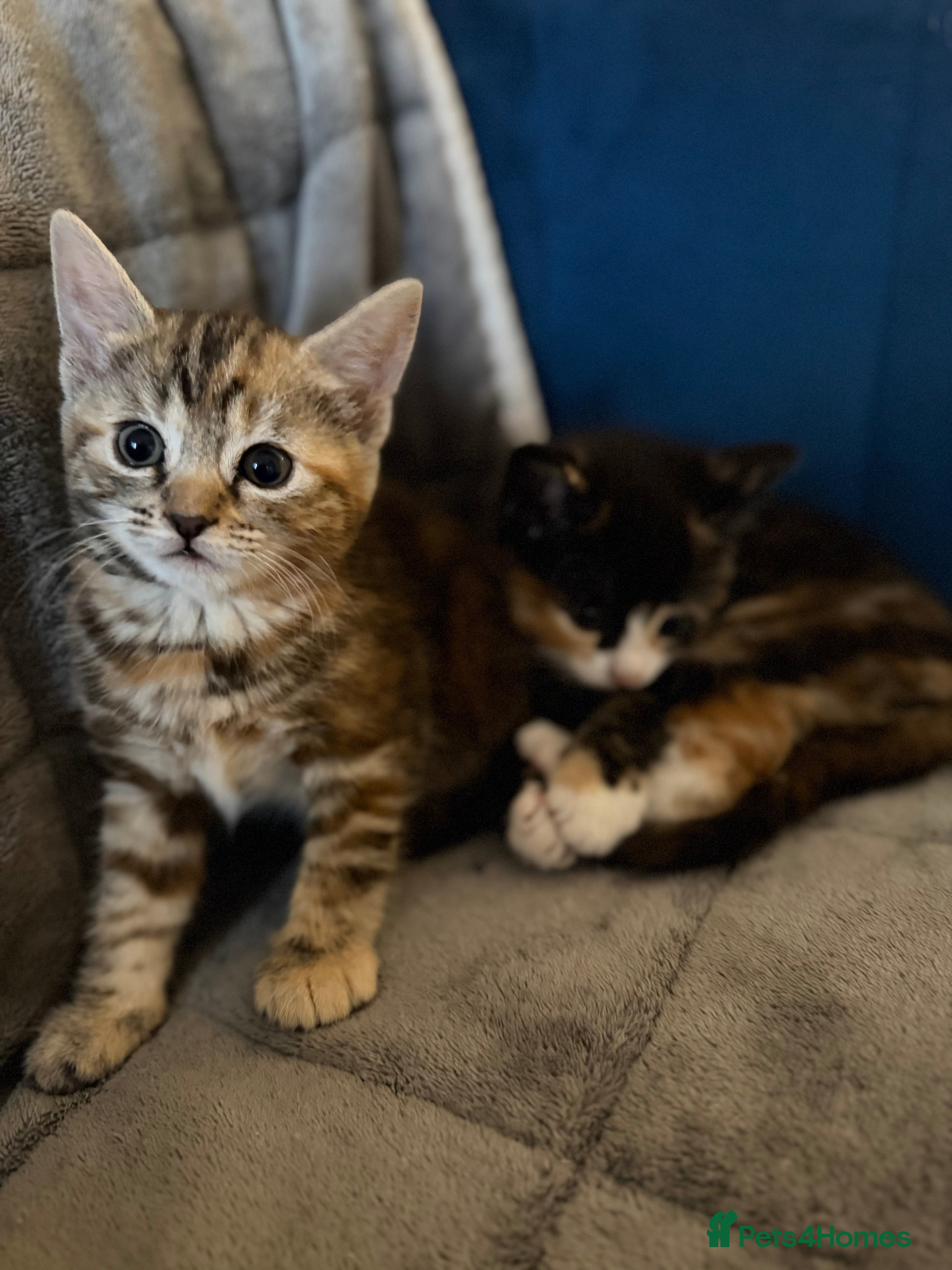 British Shorthair cats Mixed breed Bengal Kittens, Ready Today! - Advert 11