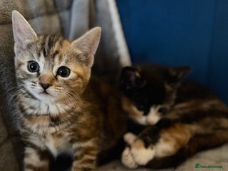 British Shorthair cats Mixed breed Bengal Kittens, Ready Today! - Advert 11