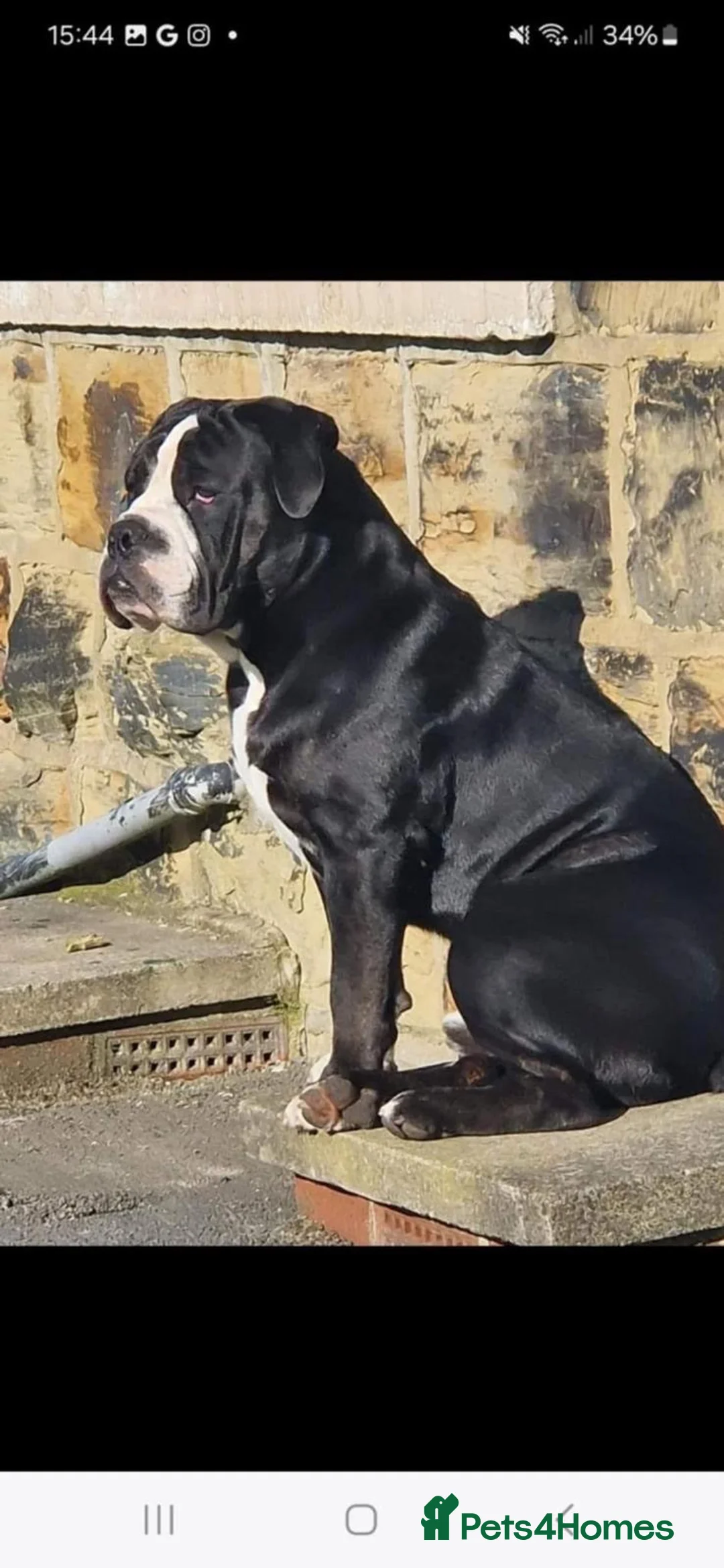 Old Tyme Bulldog dogs for sale: Old tyme bulldog - Advert 2
