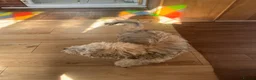 Yochon dogs for sale: Beautiful 4 month old male Yochon puppy for sale  in London - Advert 6