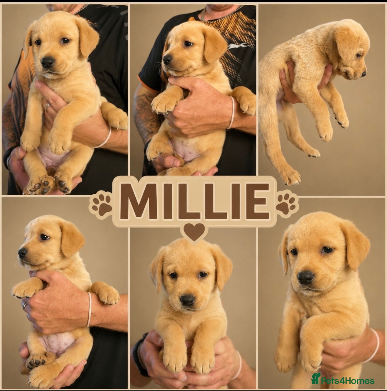 Labrador Retriever dogs Labrador X Boxerdore puppies - Advert 1