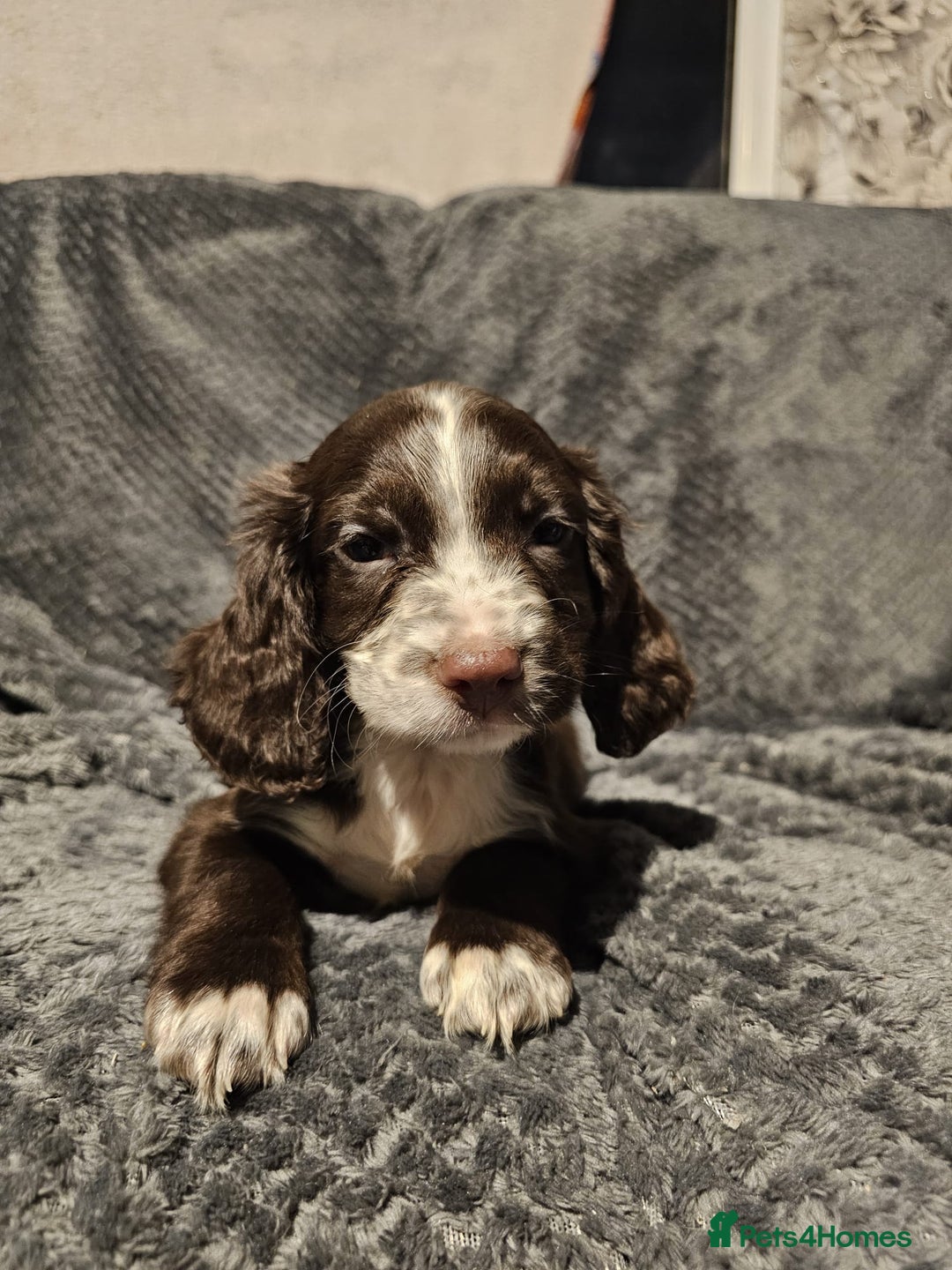 Cocker Spaniel dogs for sale: Cocker spaniels puppy's  - Advert 17