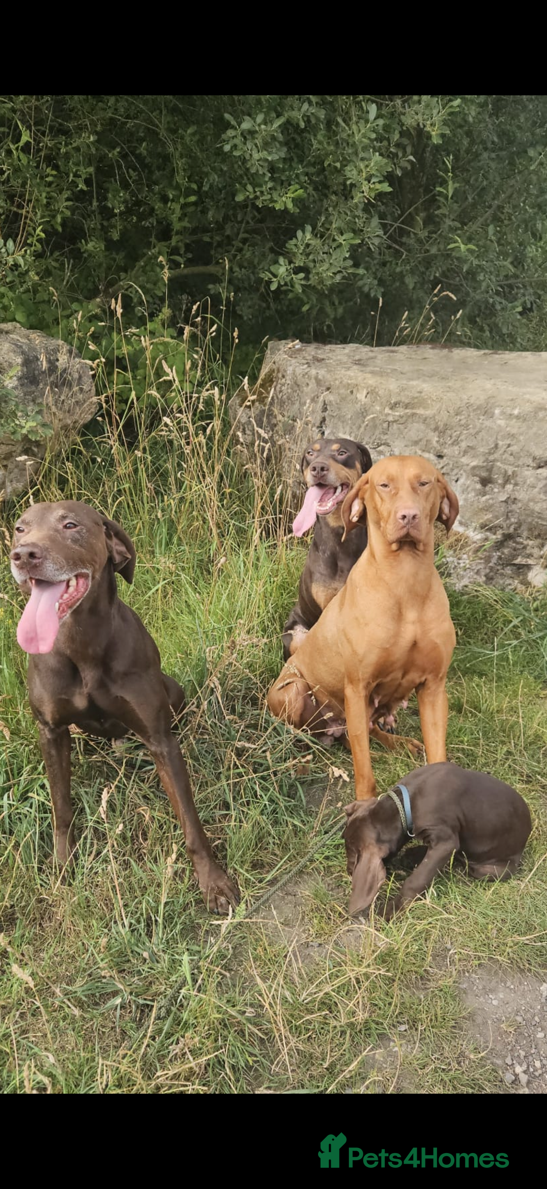 Mixed Breed dogs for sale: Hungarian vizsla pups top quality pups  - Advert 17