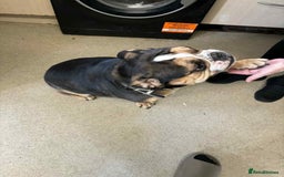 Mixed Breed dogs for sale: English bulldog cross Frenchie 3 years old  - Image 2