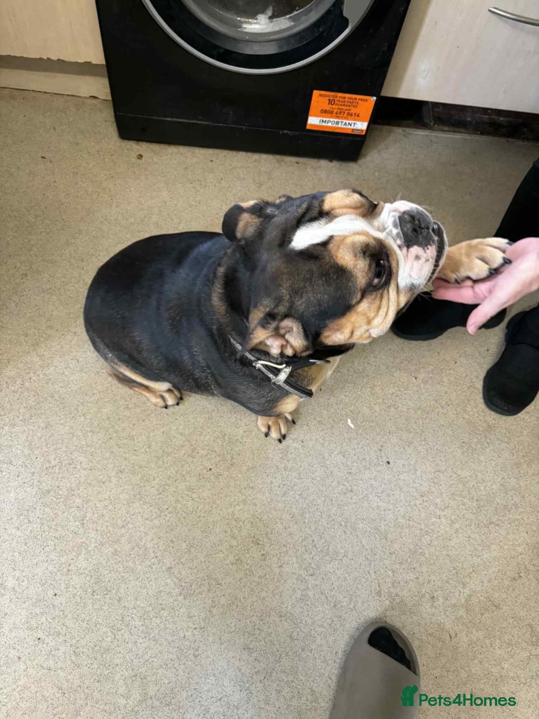 Mixed Breed dogs for sale: English bulldog cross Frenchie 3 years old  - Image 2