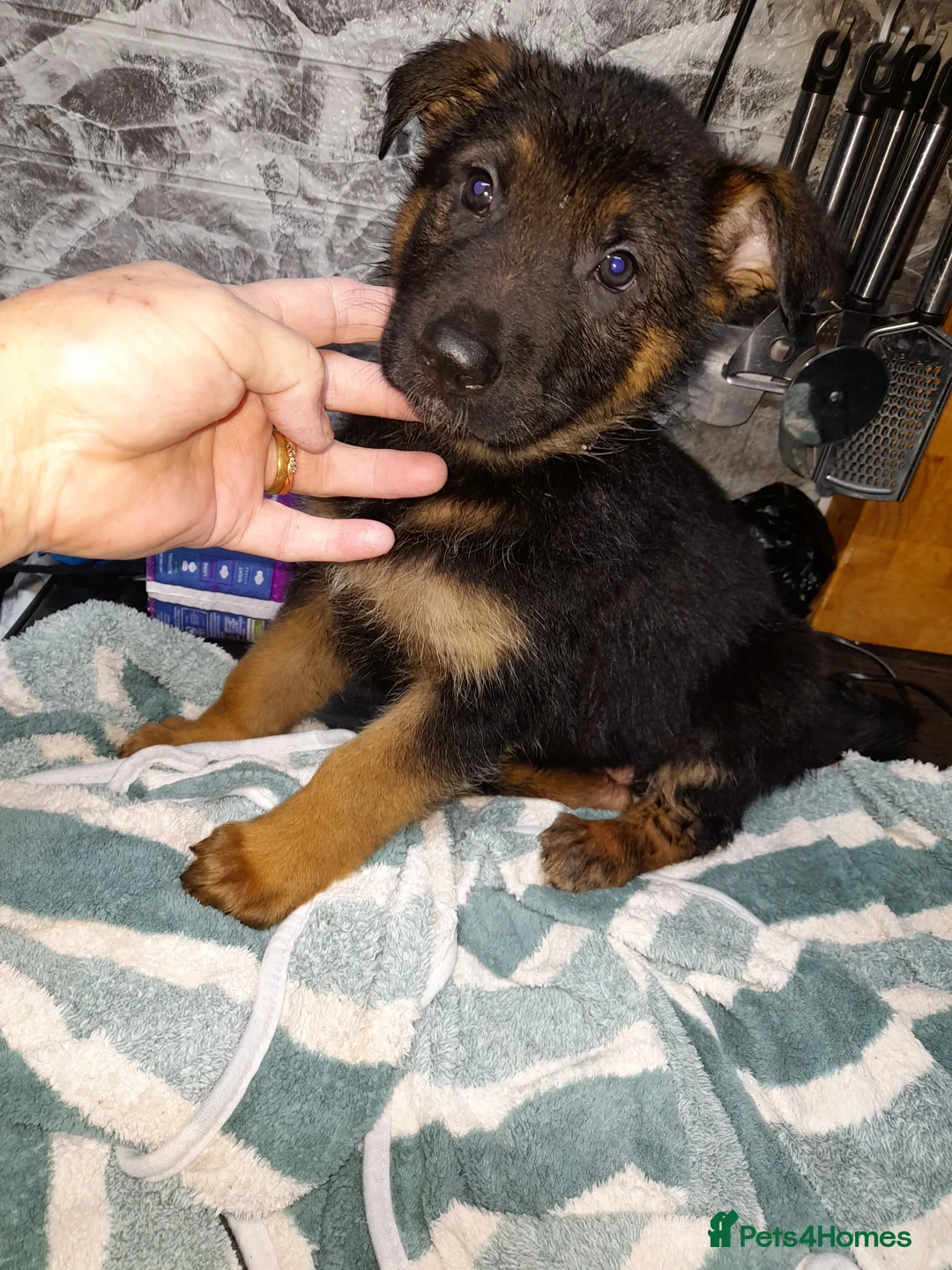 German Shepherd dogs for sale: German shepherd pups - Advert 9