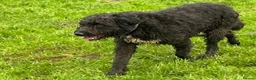 Mixed Breed dogs for adoption: Colby - Norwich Norfolk  in Norwich - Advert 3