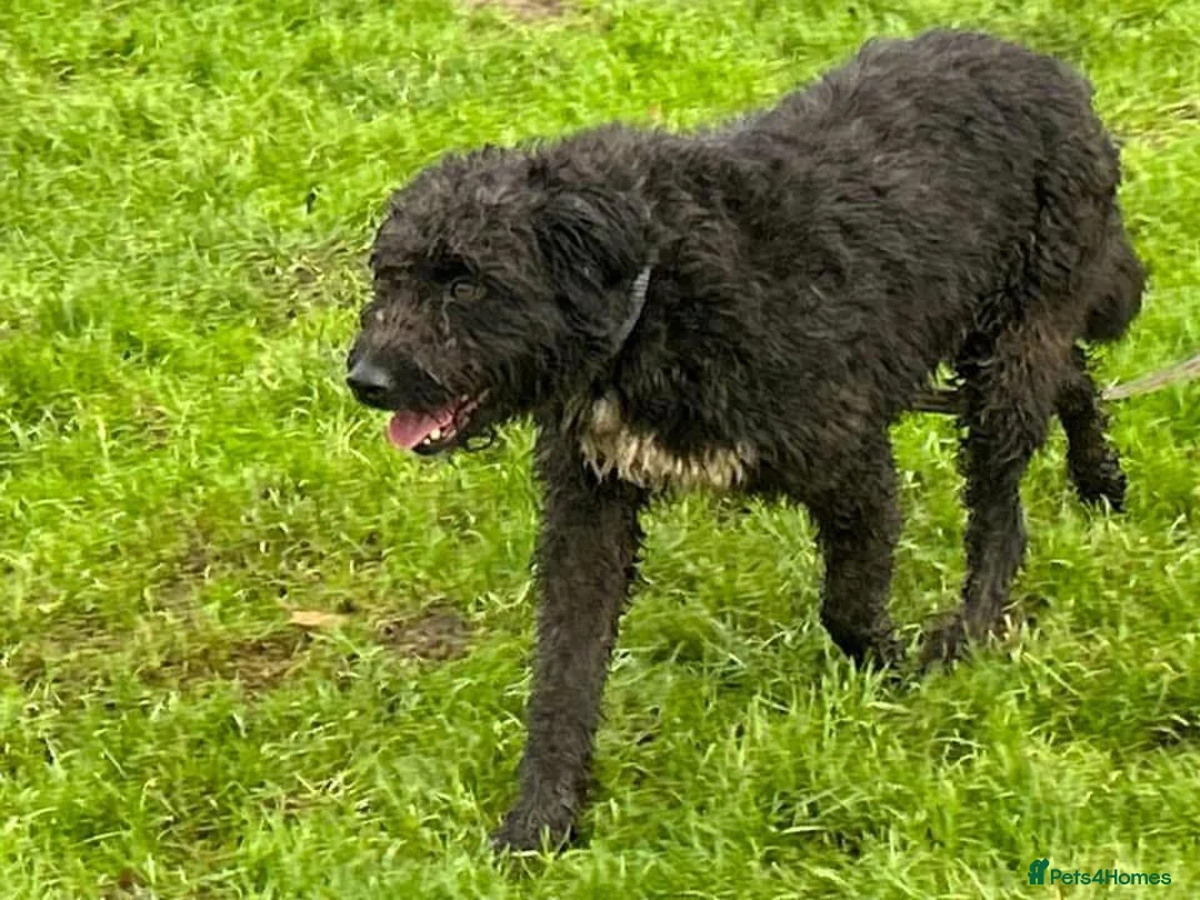 Mixed Breed dogs for adoption: Colby - Norwich Norfolk  in Norwich - Advert 3