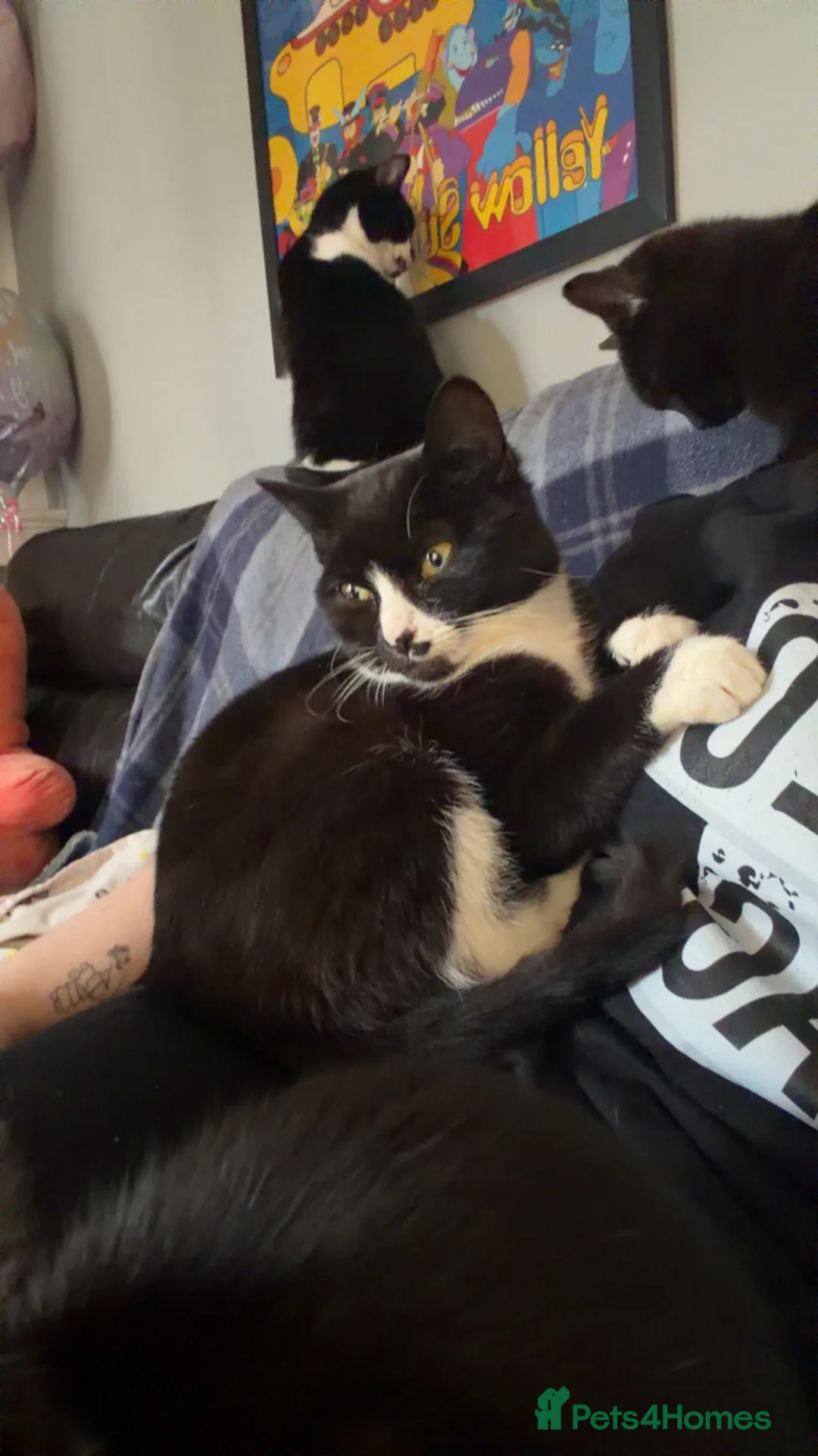 British Shorthair cats for sale: Kittens for sale - Advert 2