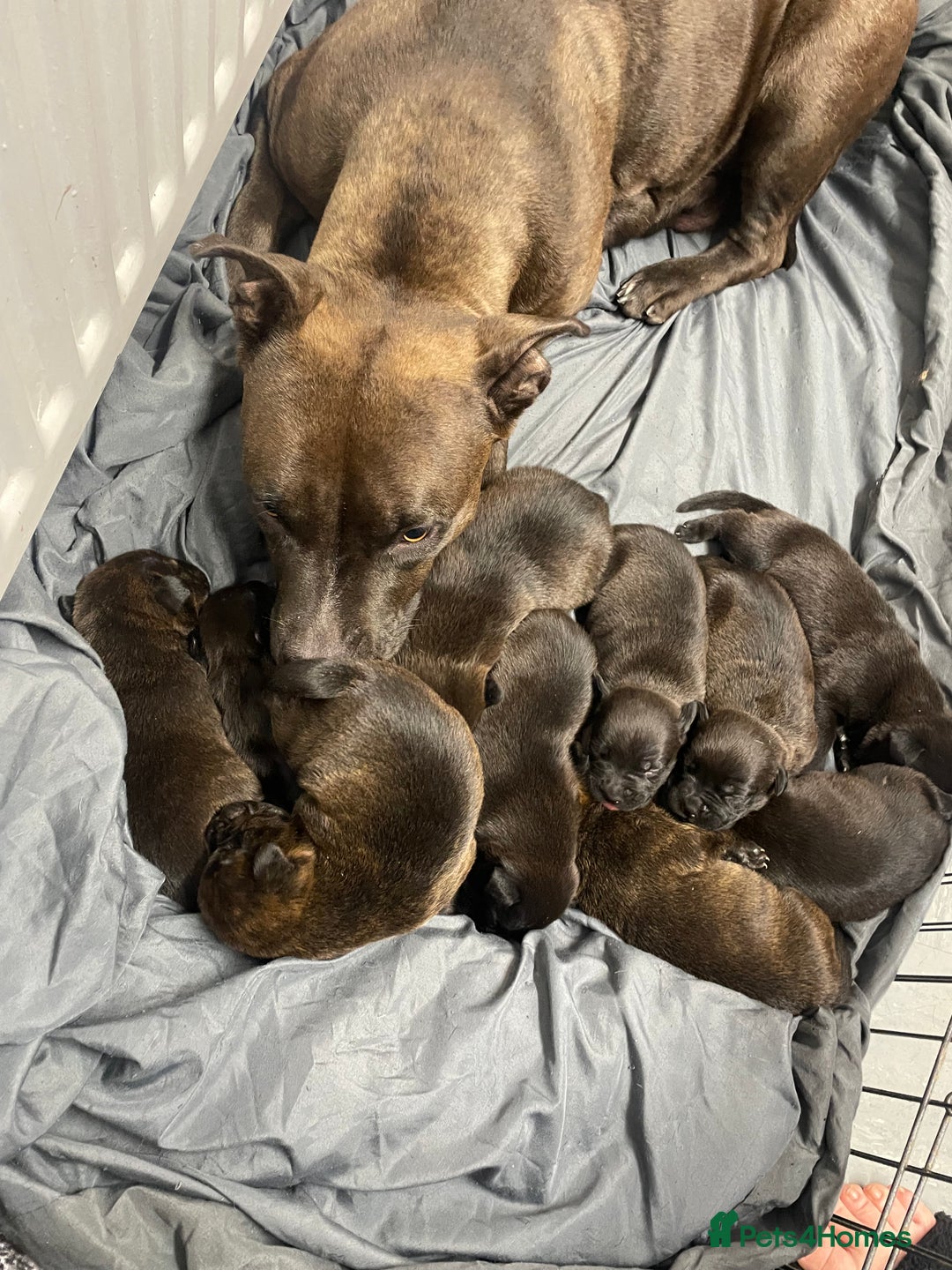 Mixed Breed dogs for sale: Staffy X Rottweiler puppies for sale - Image 9