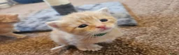 Mixed Breed cats for sale: Ginger Kittens ForSale - Advert 2