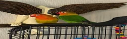 Lovebirds birds for sale: LOVE BIRDS - Advert 8