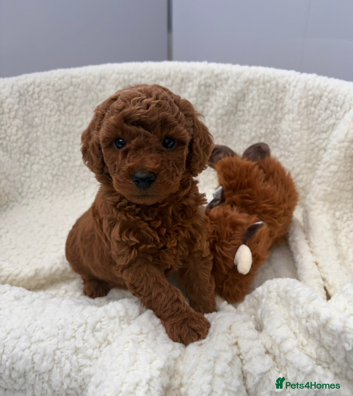 Cavapoo dogs F1 Cavapoo puppies  - Advert 6