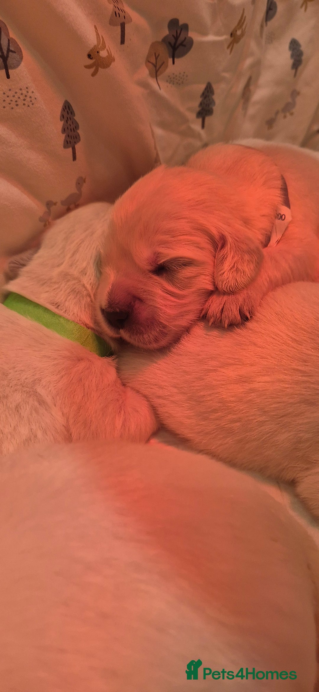 Golden Retriever dogs for sale: KC REGISTERED Golden Retriever puppies  - Advert 3