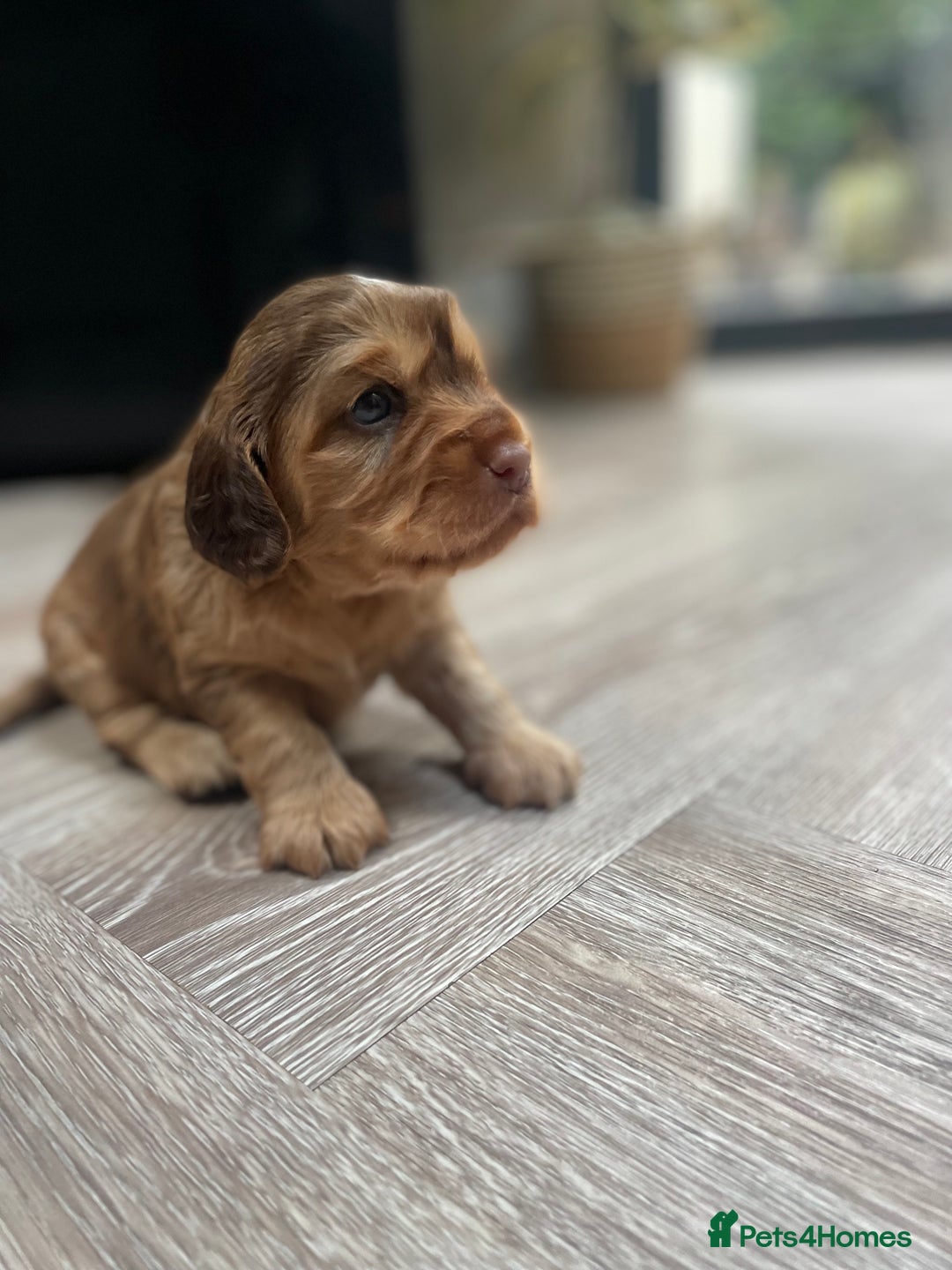 Cocker Spaniel dogs for sale: Beautiful health tested Cocker spaniel pups  - Advert 29