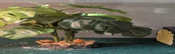 Dragon reptiles for sale: Rankin Dragon (Dwarf Bearded Dragon) + Set up - Advert 4