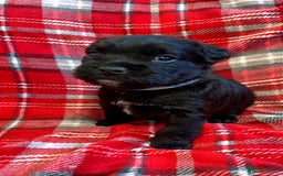 Mixed Breed dogs for sale: 🐶RARE FLUFFY BOODLE  - Advert 6