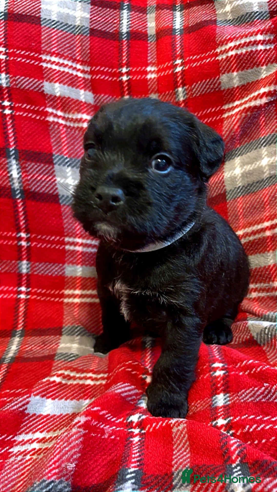 Mixed Breed dogs for sale: 🐶RARE FLUFFY BOODLE  - Advert 6