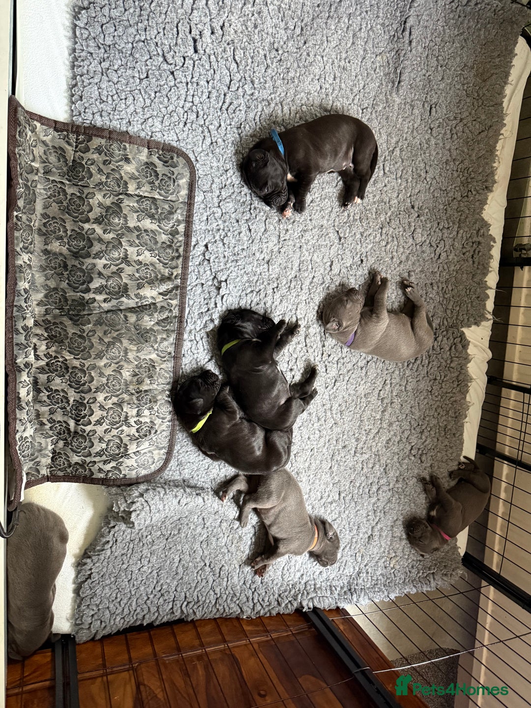 Great Dane dogs for sale: 7 chunky Great Dane puppies  - Image 2