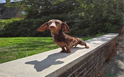 Miniature Dachshund dogs for stud: Choc & Tan Minature Dachshund STUD - Image 10