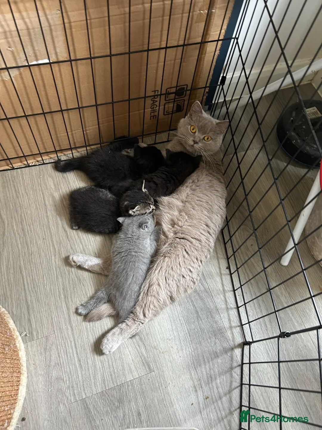 Mixed Breed cats for sale: Half lilac BSH kittens  - Advert 1