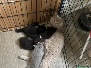 Mixed Breed cats Half lilac BSH kittens - Advert 2